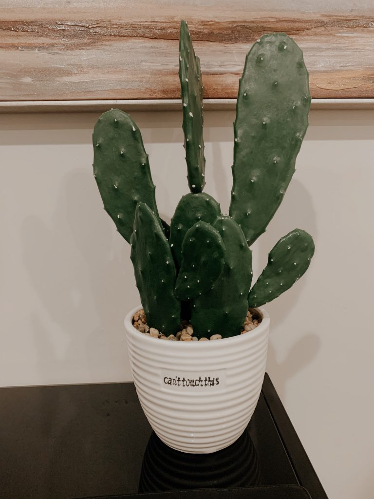 Cactus plant